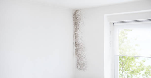 Best Real Estate Mold Inspection  in Franklinville, NC
