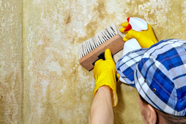 Best Airborne Mold Testing  in Franklinville, NC