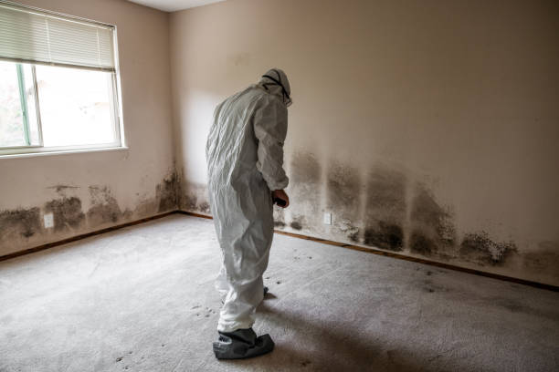 Mold Documentation for Insurance Claims in Franklinville, NC