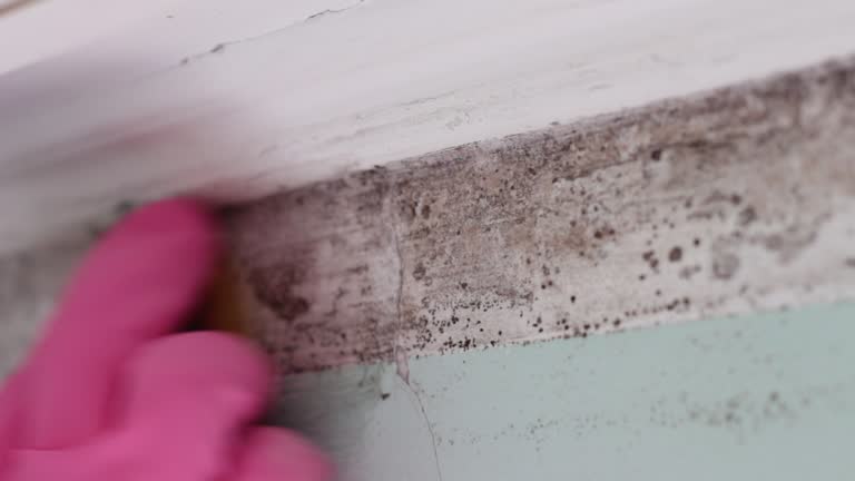 Best Comprehensive Air Testing for Mold Contaminants  in Franklinville, NC